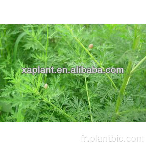 Soins de santé AntiViral Artemisia Annua Extrait